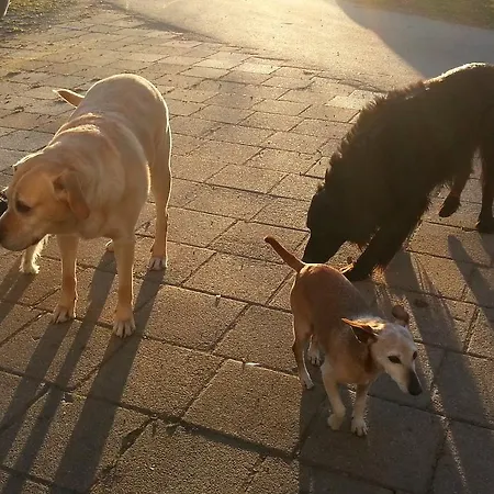 Guest house Landhaus Ohnesorg